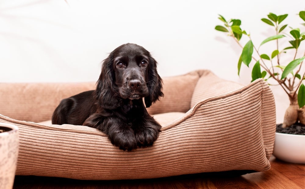 Para evitar o cachorro em cima do sofá, posicione a caminha dele perto do móvel