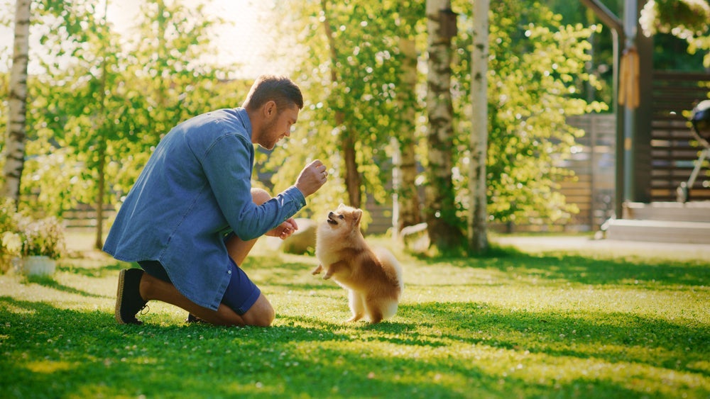Para ter um cachorro obediente, o tutor precisa agir como um lí­der e oferecer recompensas