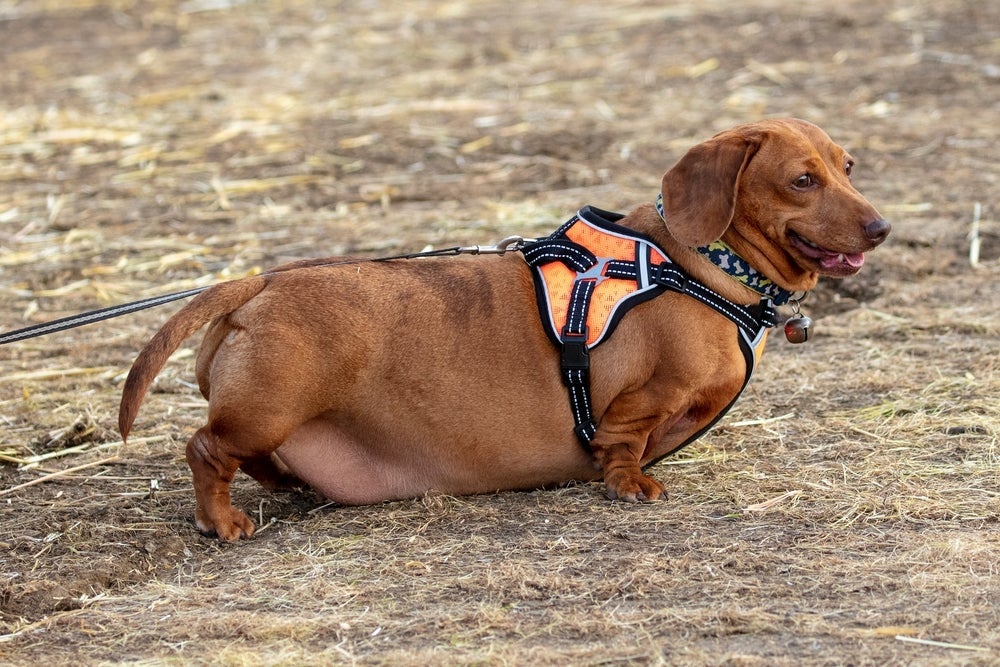 O cachorro obeso pode desenvolver doenças cardíacos, respiratórios e problemas na articulações