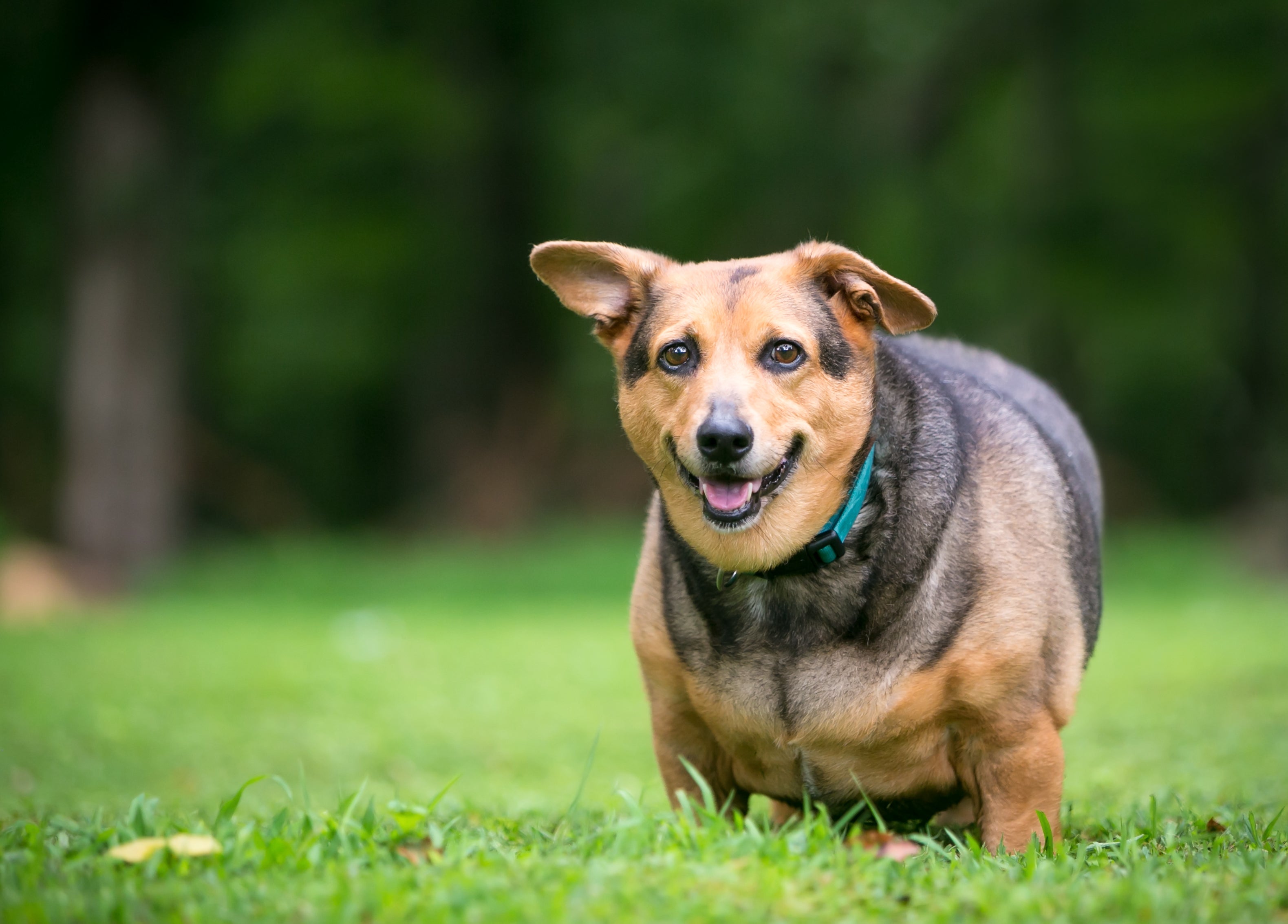 Obesidade canina: mudanças na alimentação e prática de exercícios fí­sicos ajudam a lidar com a doença