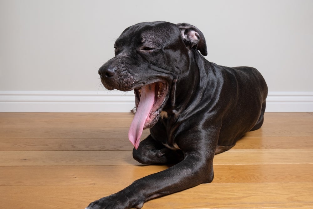 Cachorro ofegante e com sintomas de gripe são situações comuns nas épocas mais secas