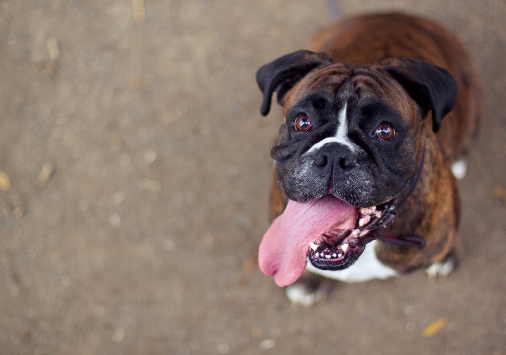 Cachorro ofegante: os cães de focinho curto precisam de mais cuidados, pois naturalmente têm dificuldade para respirar