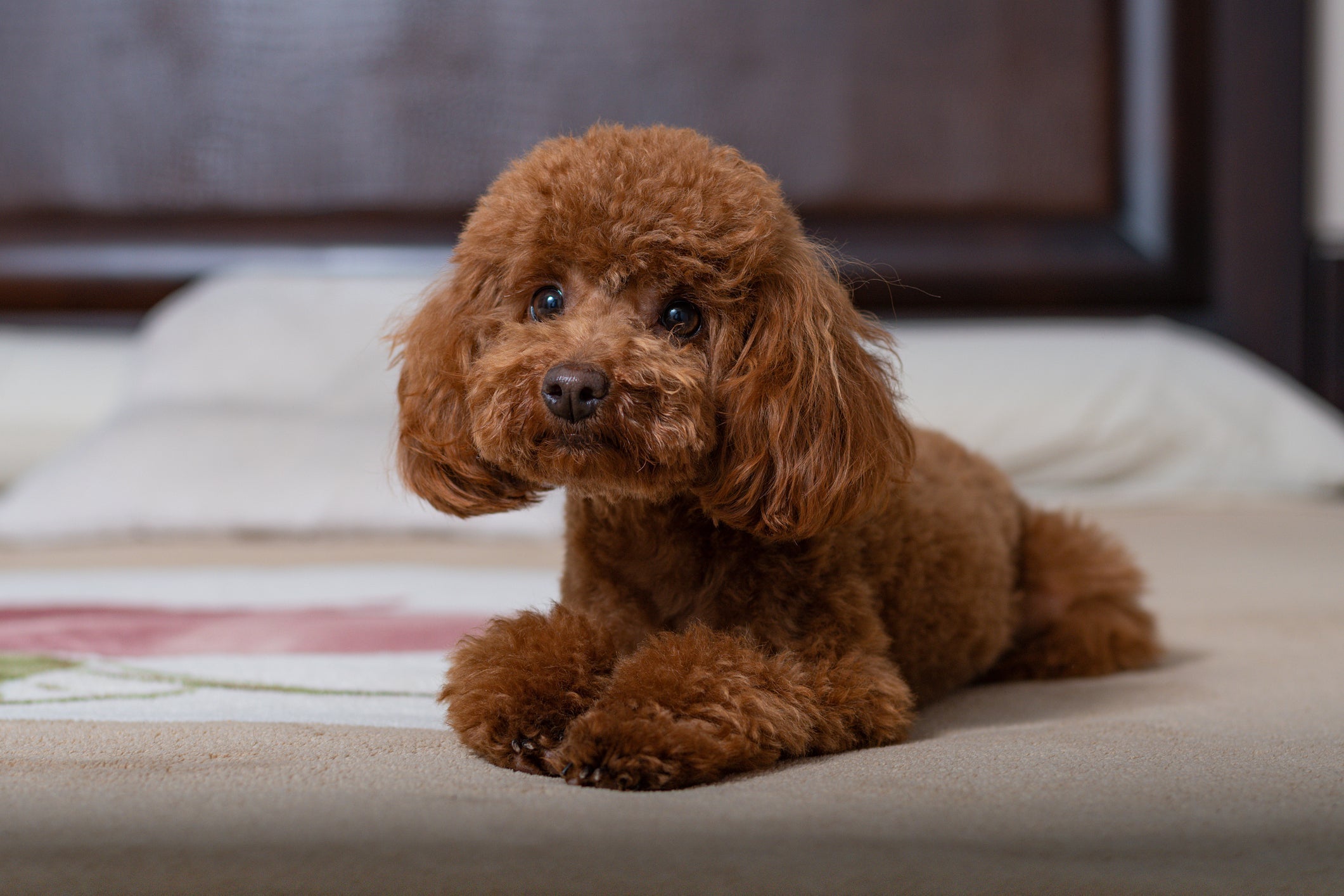 O Poodle é um cachorro que se adapta muito bem