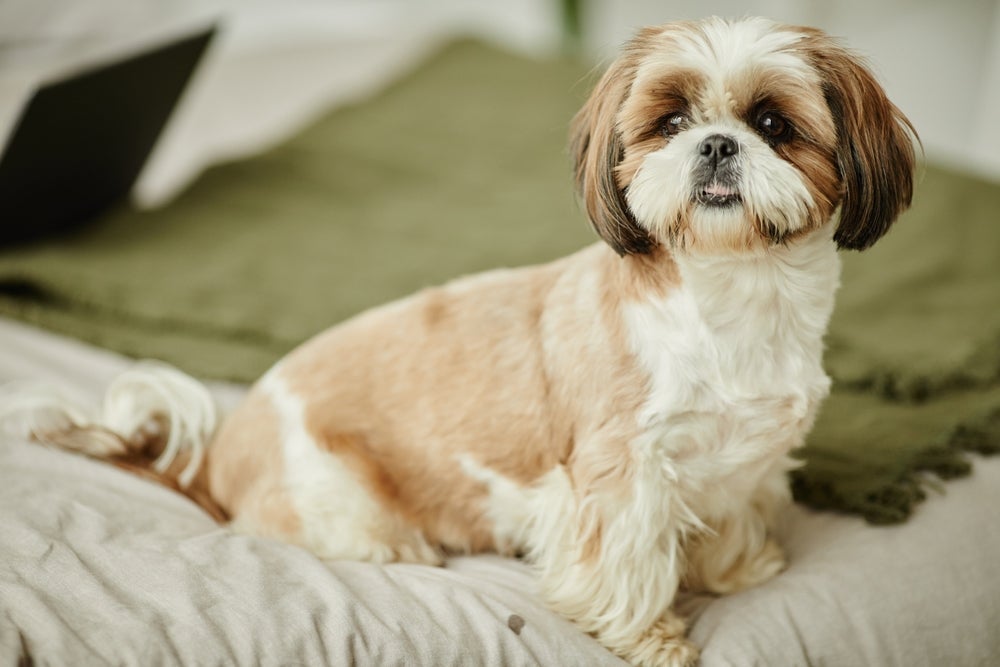 O Shih Tzu é a escolha ideal para quem busca um cachorro amigável