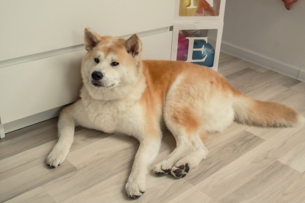 Grande, o Akita é um cachorro de apartamento bem tranquilo