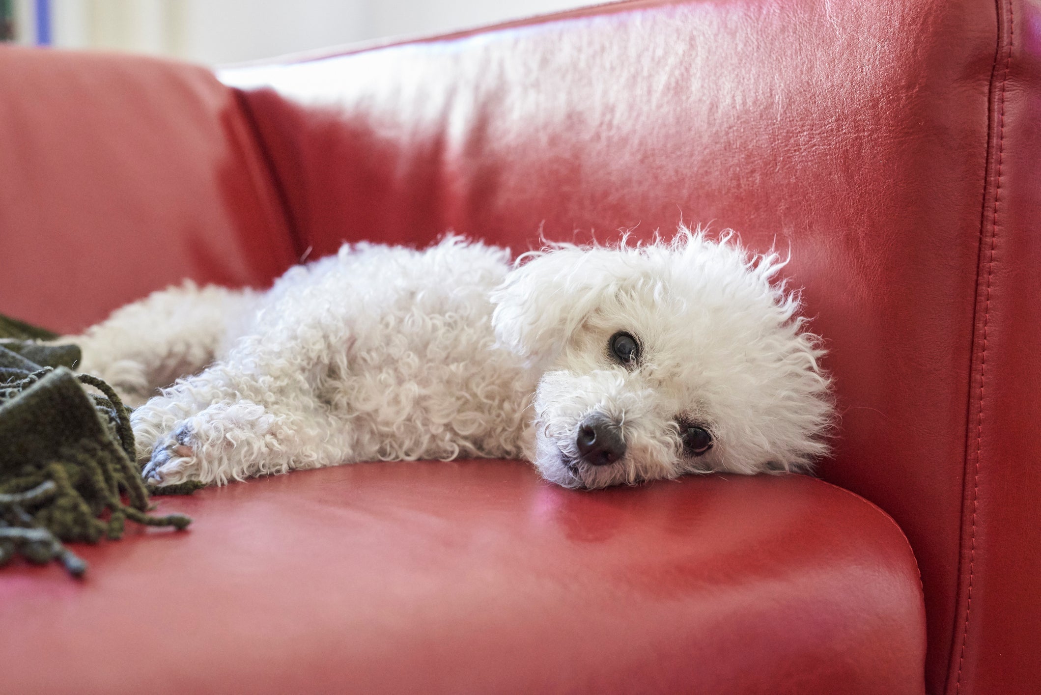 O Bichon Frisé tem uma enorme facilidade em aprender comandos
