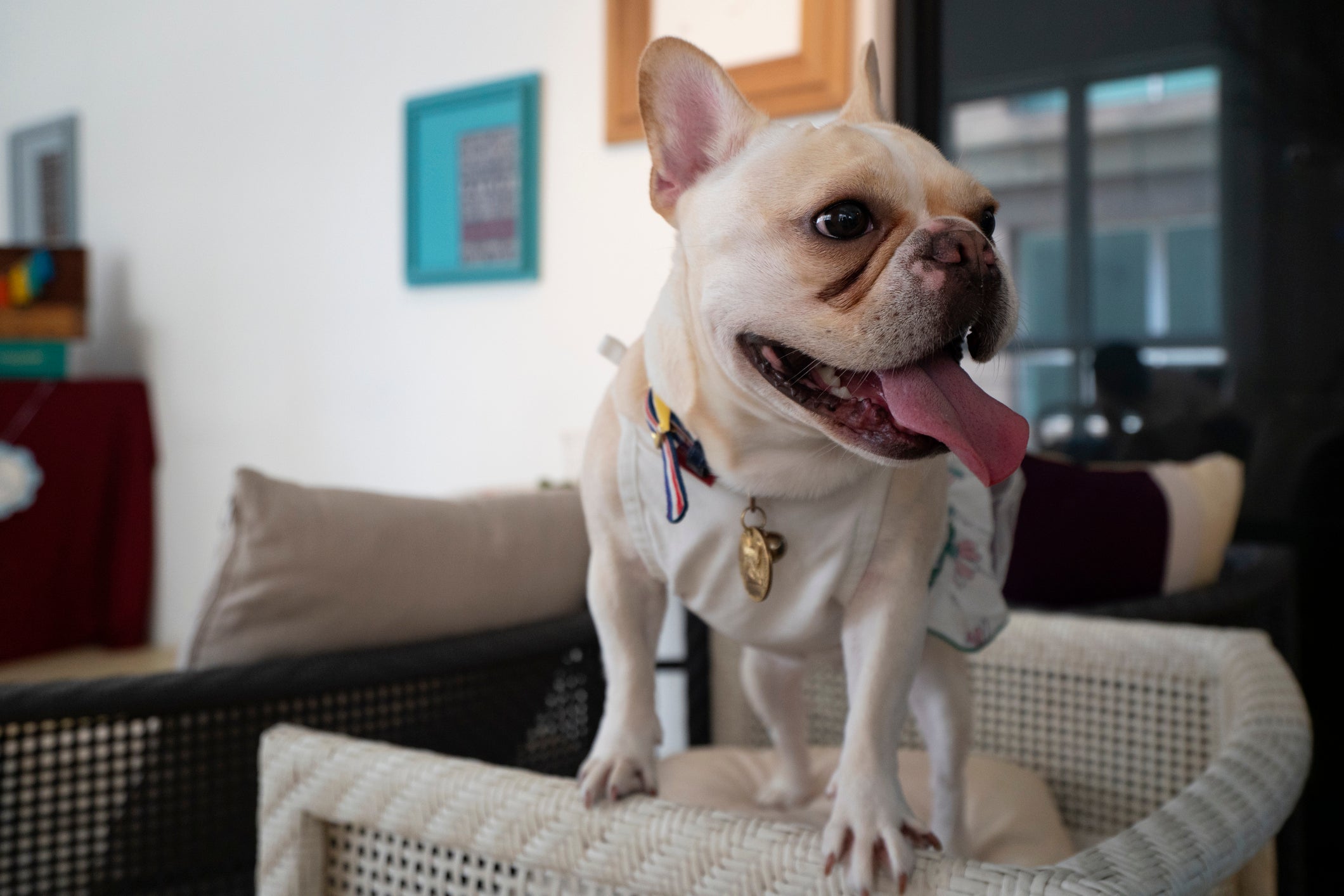 O Bulldog Francês é uma das raças de cachorro para apartamento mais procuradas