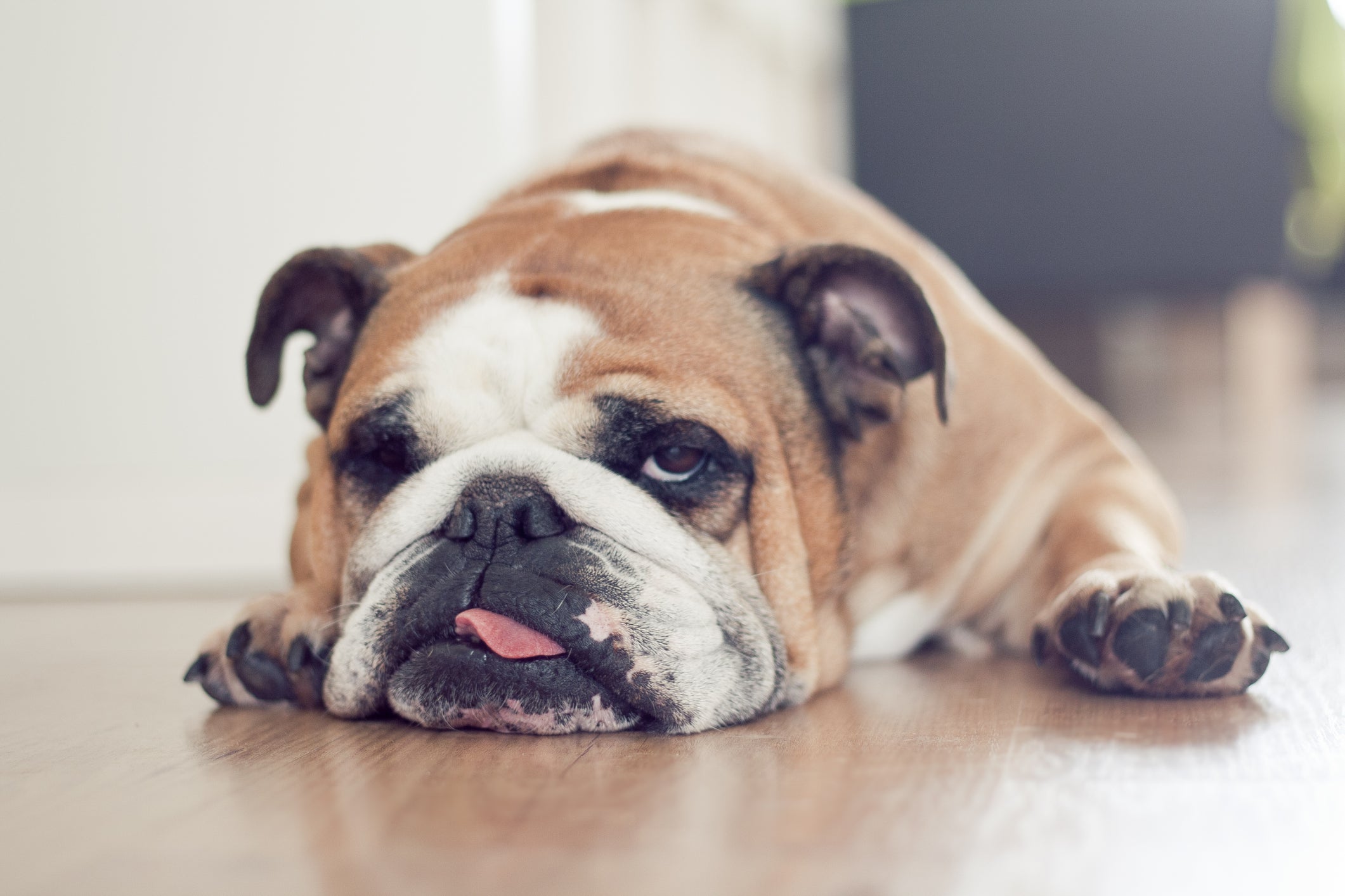 O Bulldog Inglês é um cachorro com grande tendência ao sedentarismo, o que pode causar obesidade
