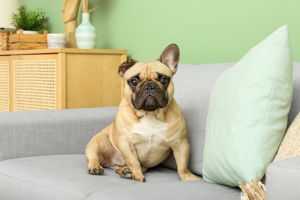 Raças de cachorro para apartamento incluem o Bulldog Francês