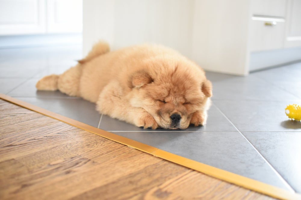 Para quem procura um cachorro de apartamento independente, o Chow Chow é a escolha certa