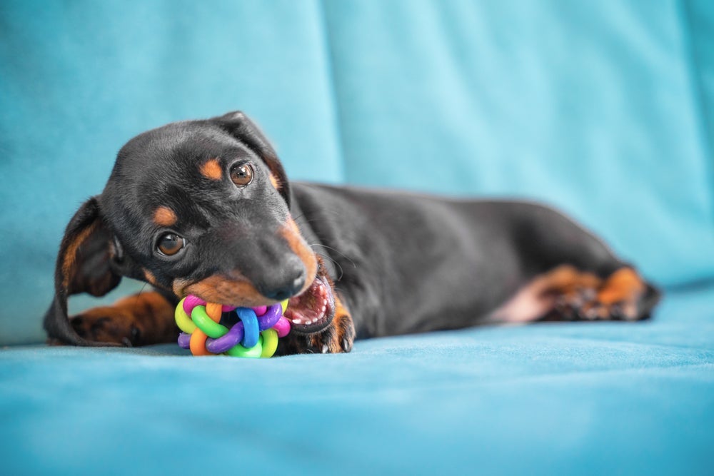 O Dachshund é um cachorro de apartamento bem ativo e energético