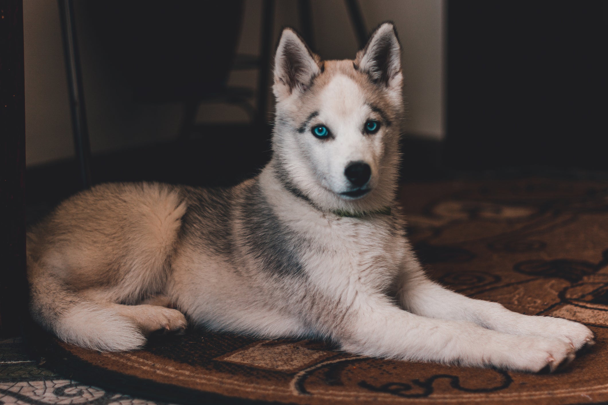 Doenças autoimunes em cachorros ocorrem quando o organismo combate células saudáveis