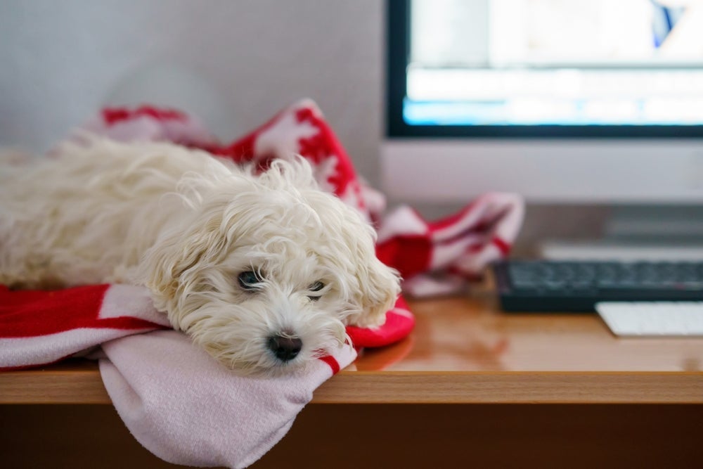 Cachorro de apartamento como o Maltês é uma companhia adorável
