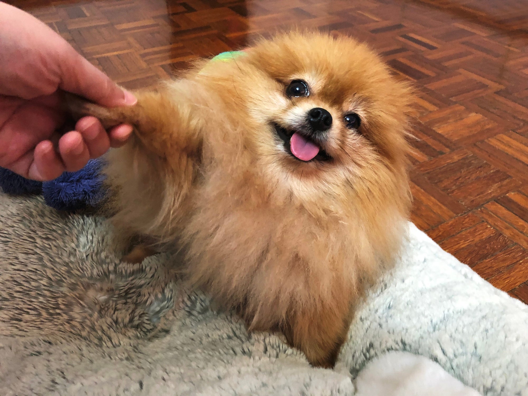 O Lulu da Pomerânia é perfeito para quem busca um cãozinho fácil de conviver