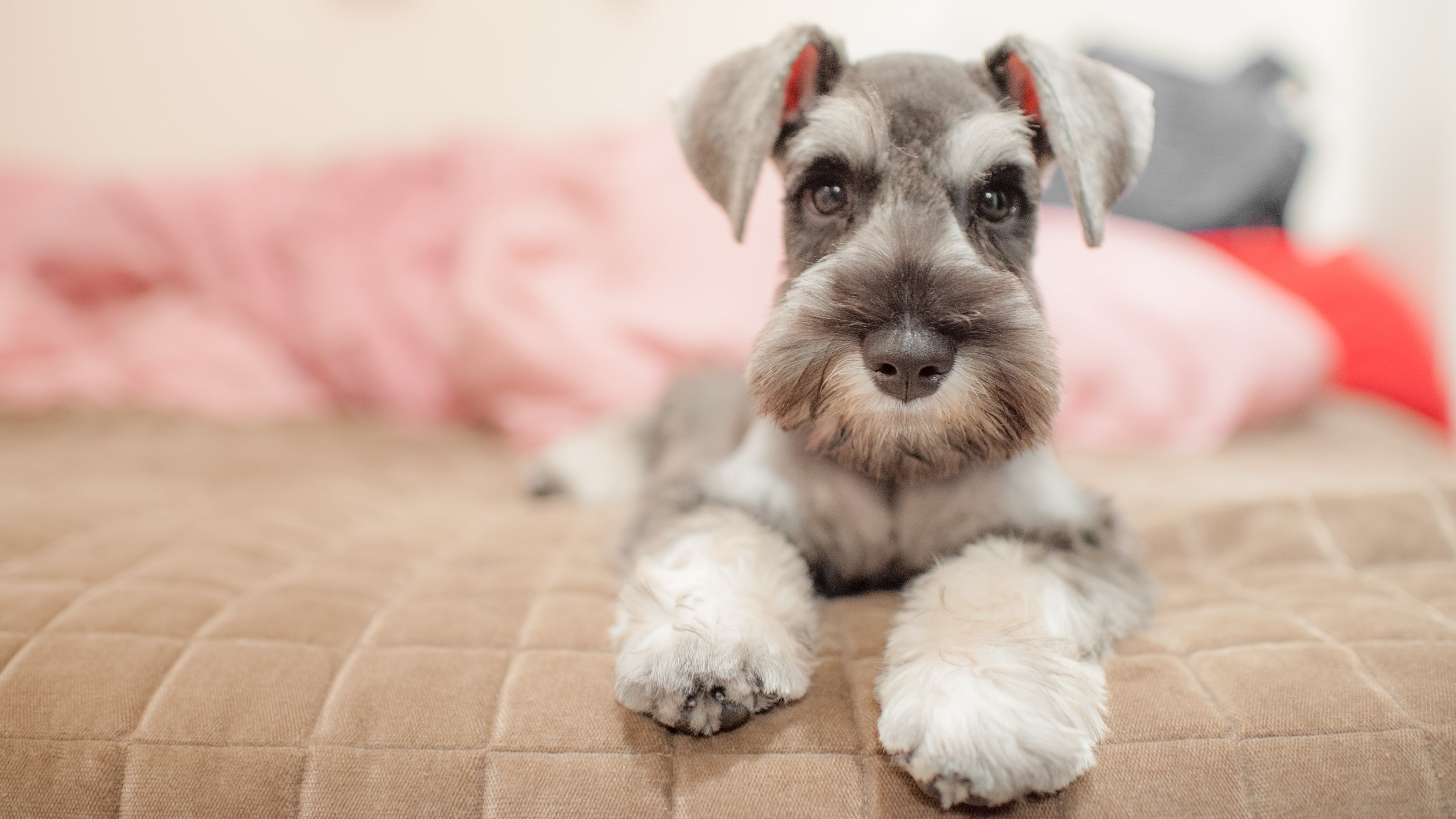 Cachorros para apartamento: Schnauzer, do mini ao gigante, são recomendados