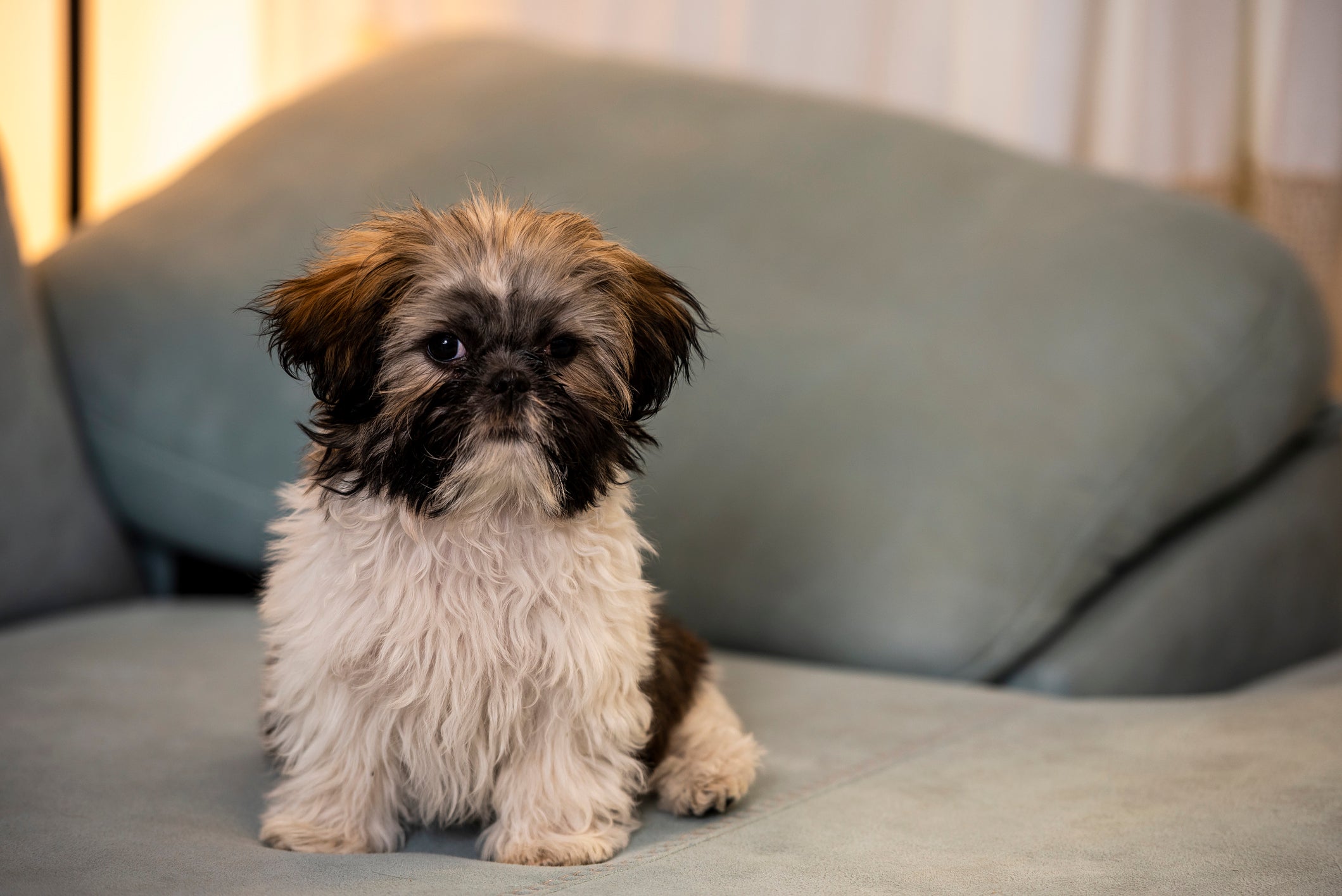 O colí­rio bom para úlcera de córnea em cachorro deve ser orientado por um especialista