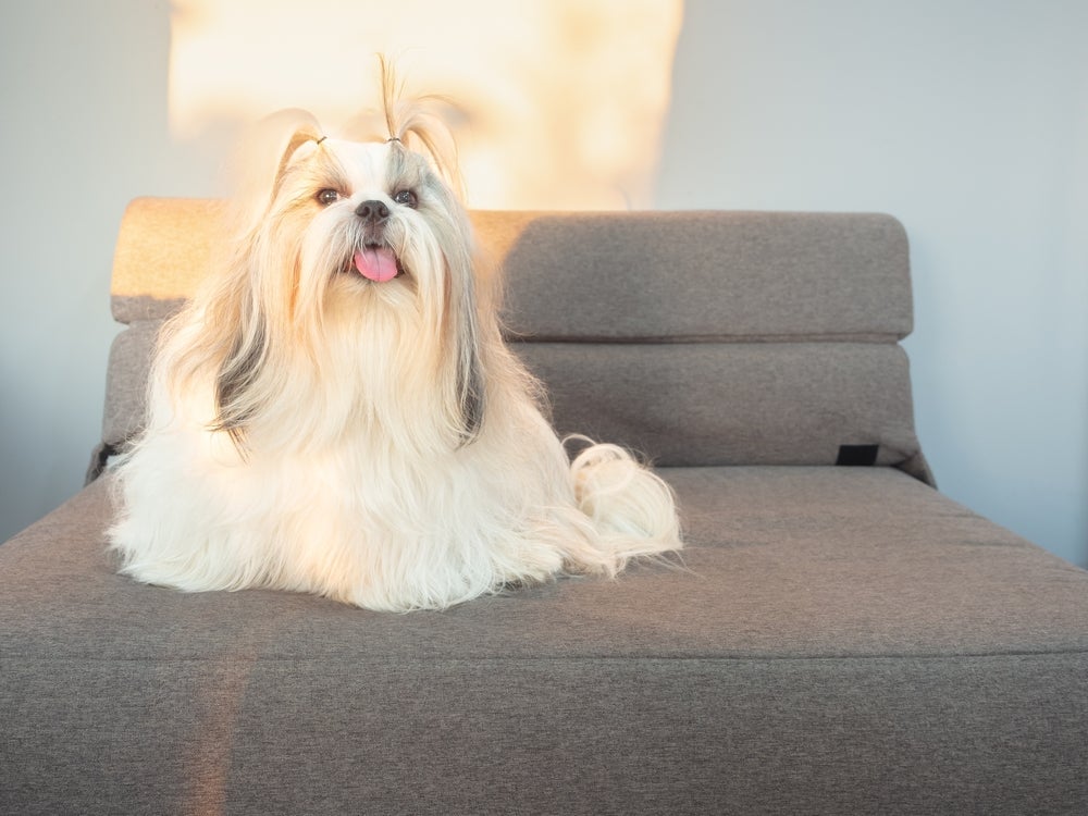 O Shih Tzu é um cachorro de apartamento super tranquilo