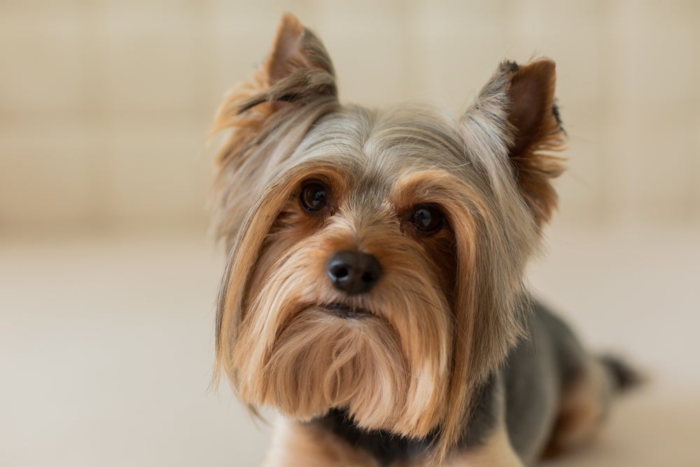Um bom cachorro de apartamento é o Yorkshire, mas ele precisa gastar energia
