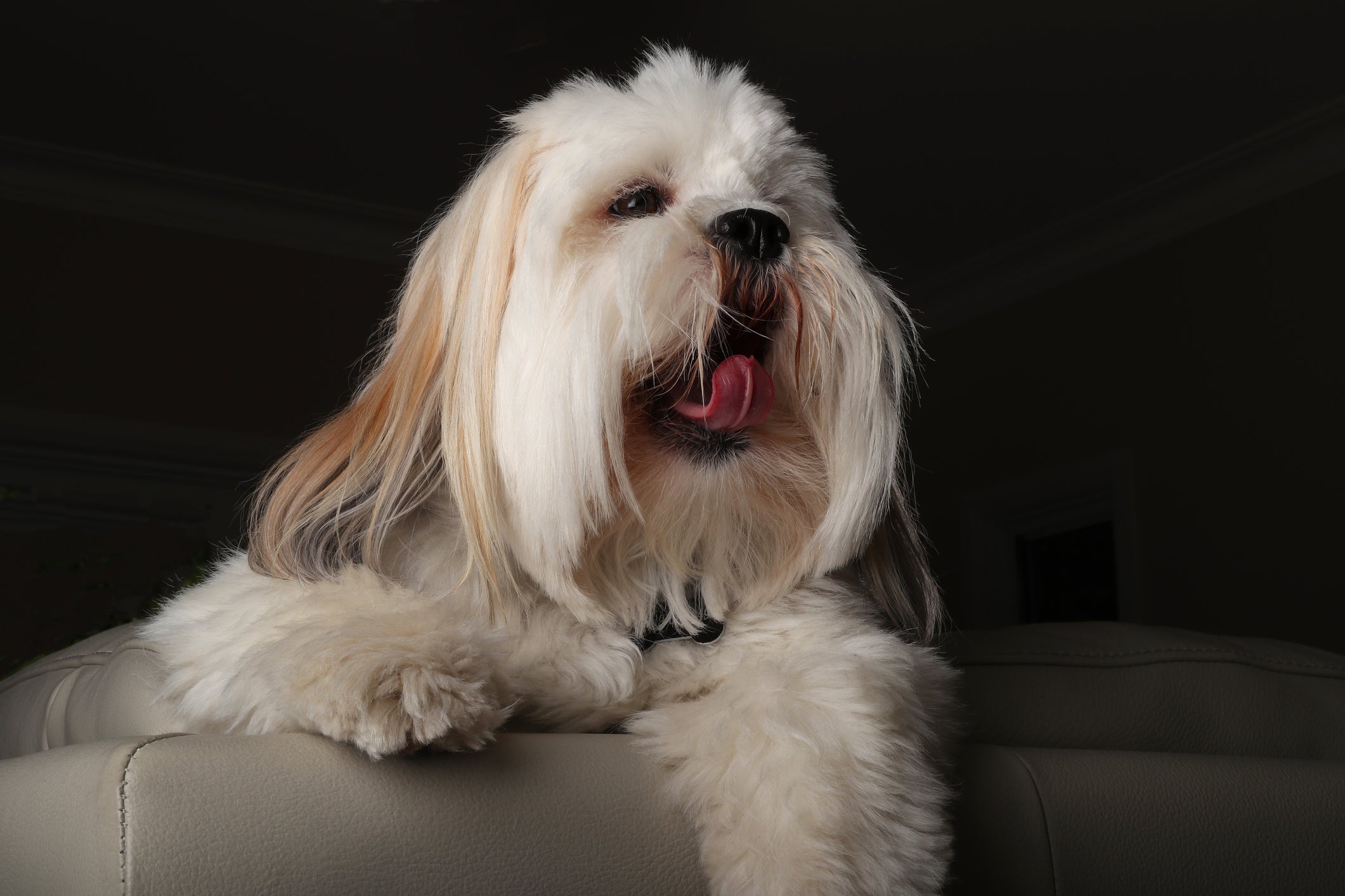 Um dos cachorros que ficam bem sozinhos e é muito independente é o Lhasa Apso