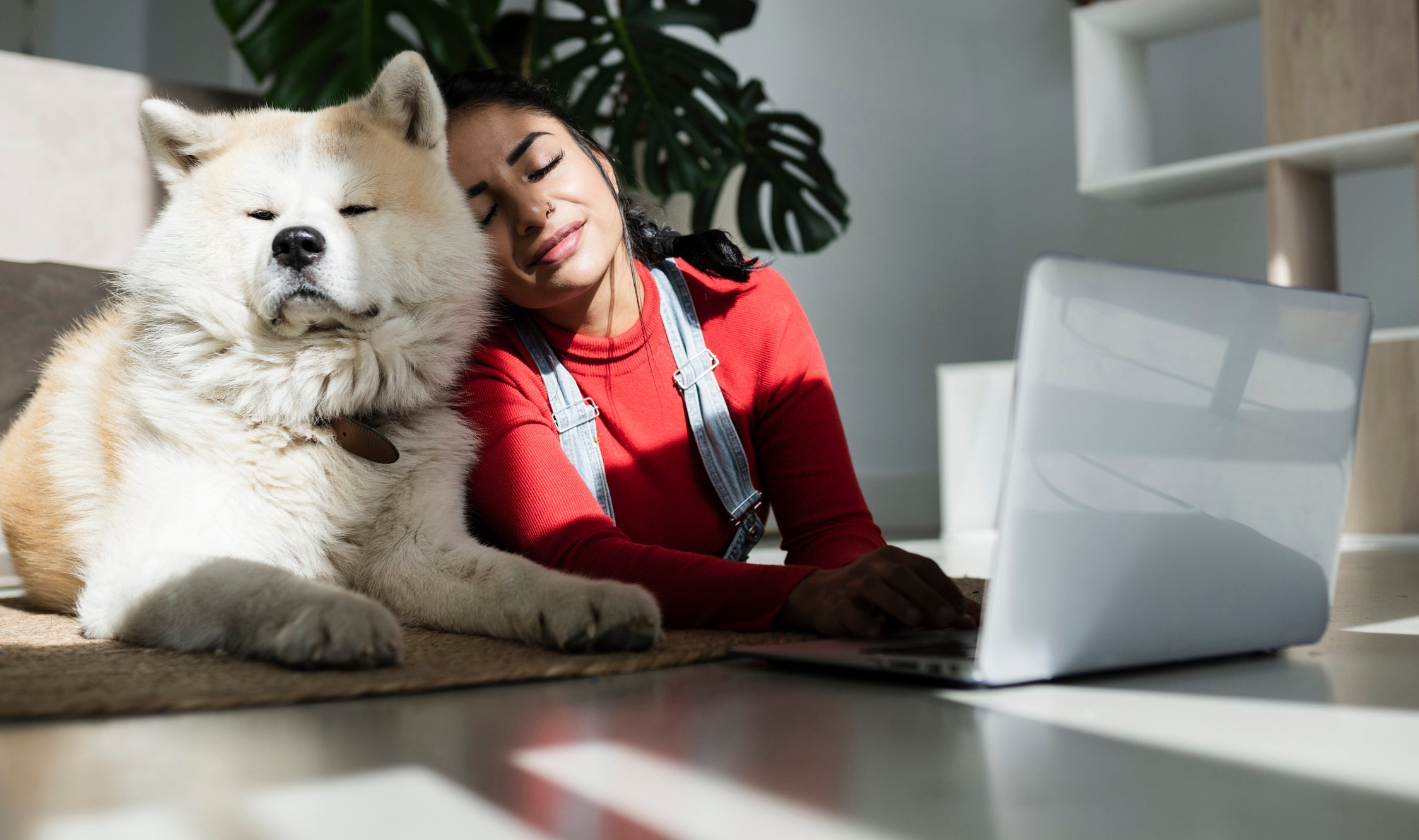 Cachorro grande para apartamento: Akita Inu é uma das melhores opções