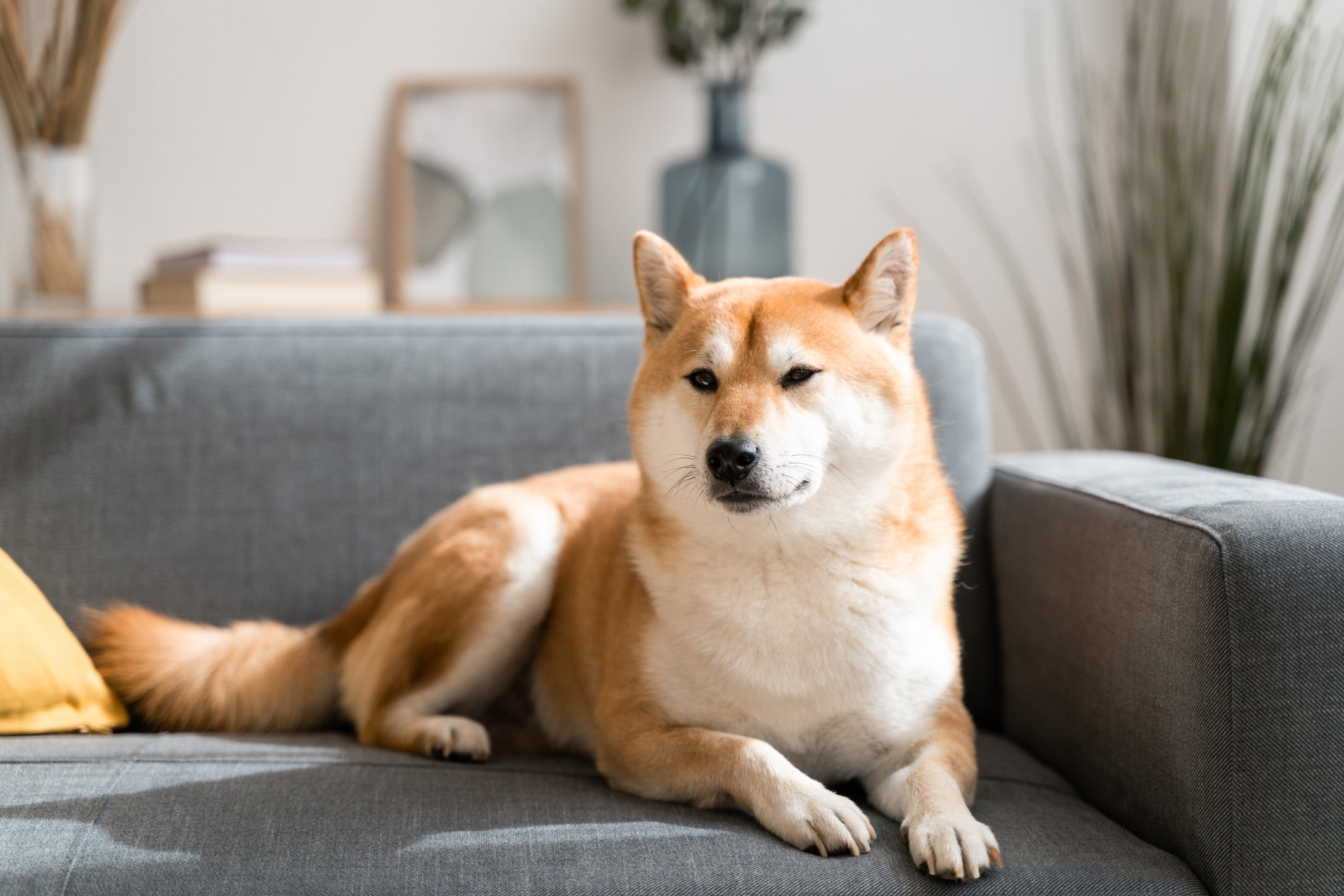 O Shiba Inu é uma raça de cachorro pequeno para apartamento semelhante ao Akita