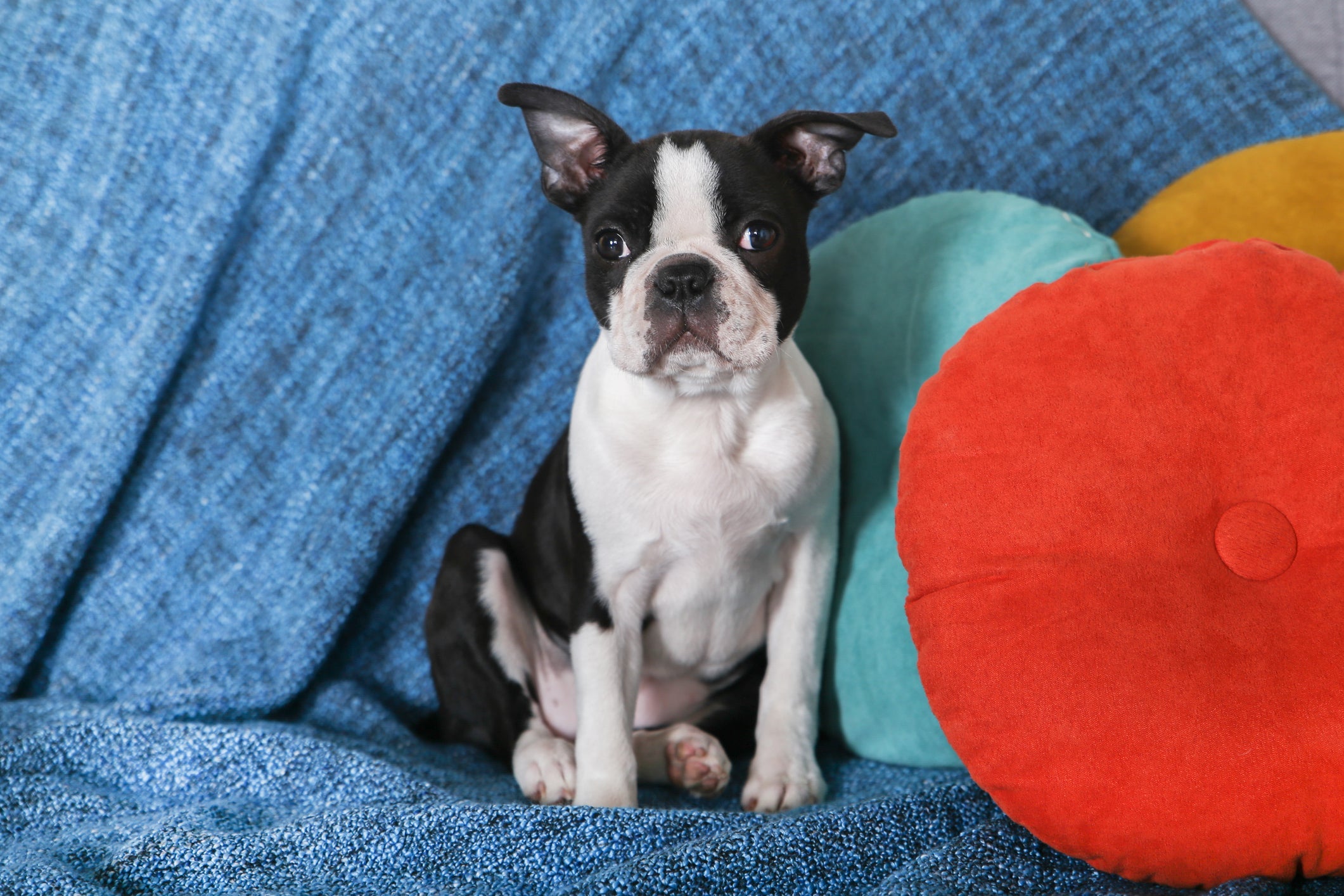 O Boston Terrier é uma raça de cachorro pequeno para apartamento que é muito apegada
