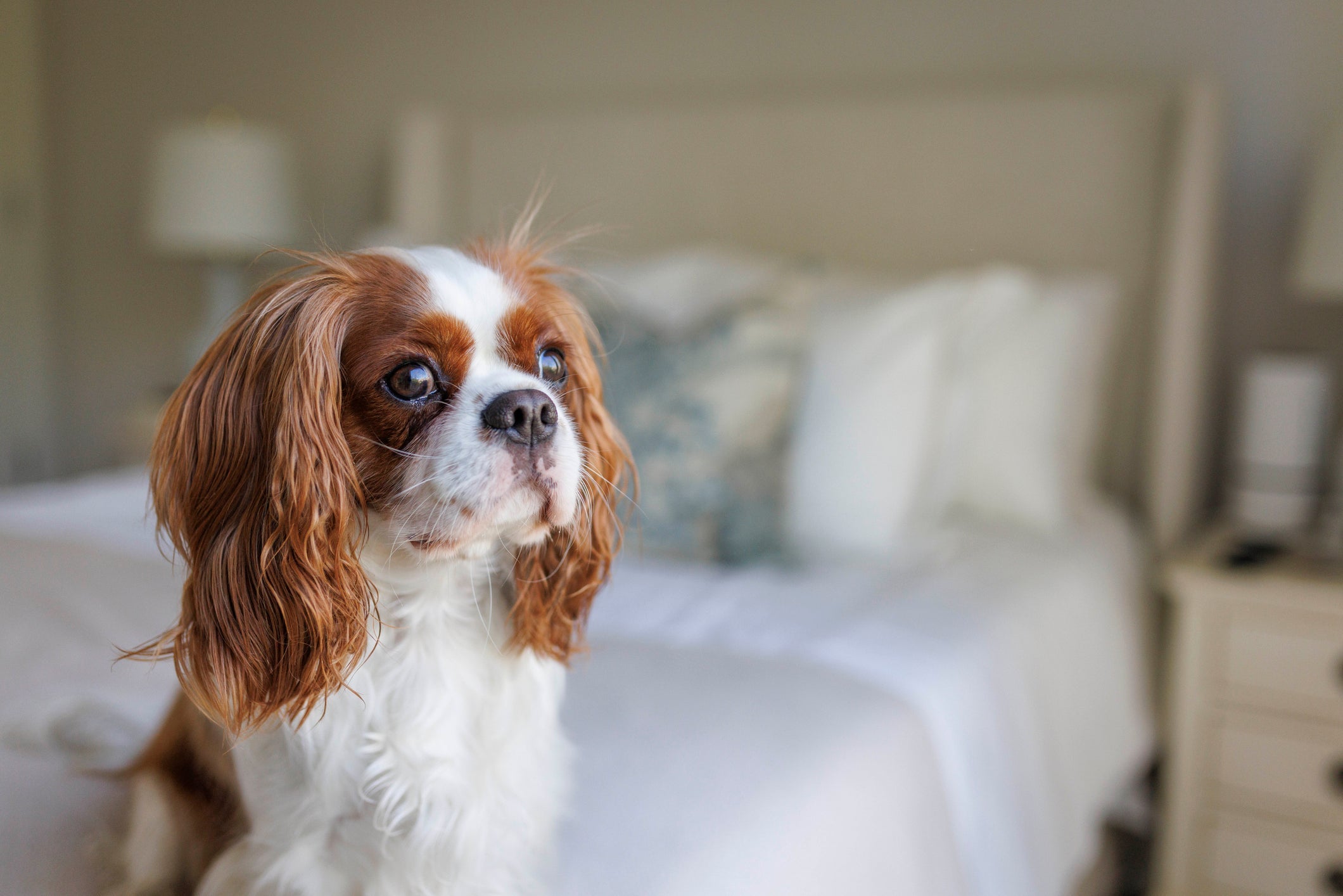 Cachorro para apartamento: cachorro Cavalier King Charles Spaniel é uma boa opção