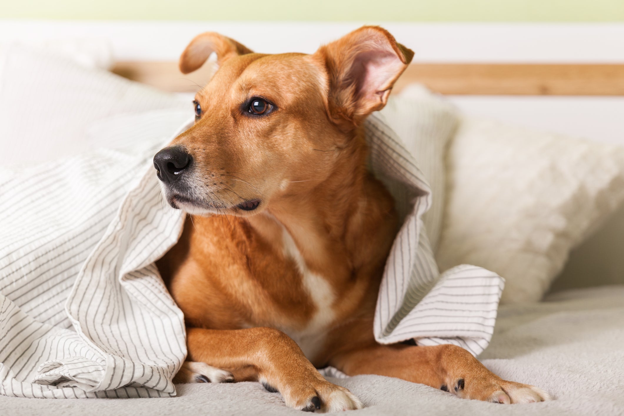 Cachorro para apartamento: vira-latas também fazem sucesso nesse aspecto