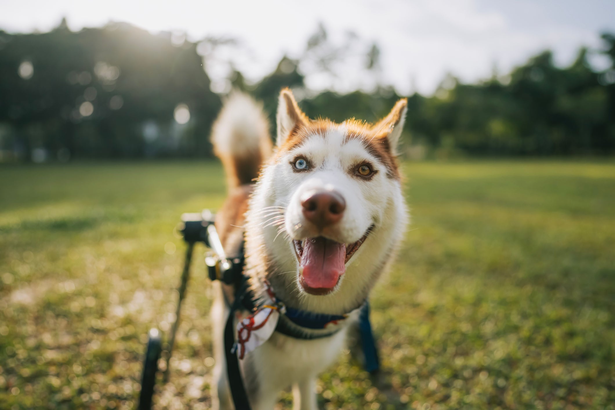 A cadeira de rodas é um dos acessórios para cães paraplégicos