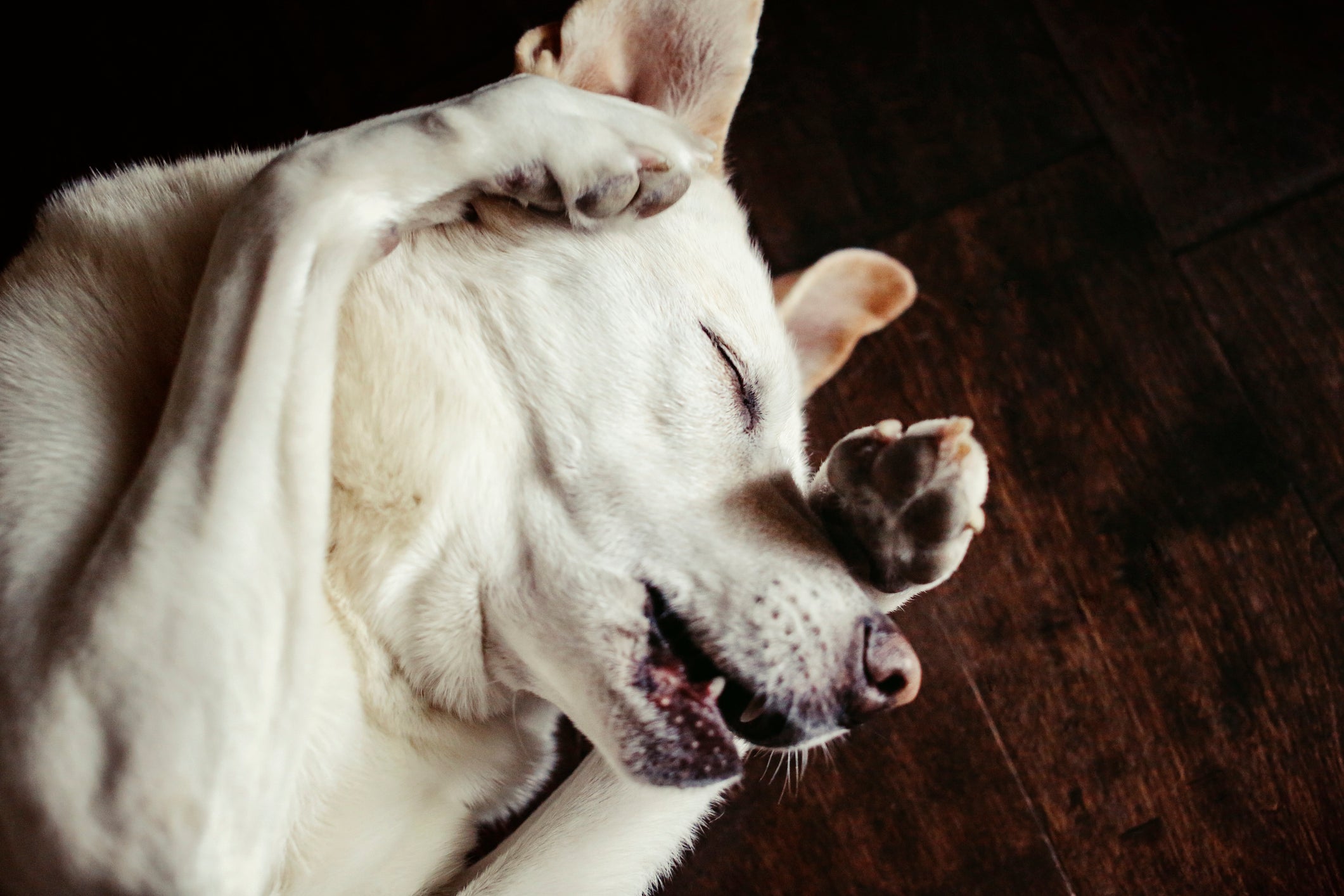 Cachorro passando a pata no rosto pode ser uma forma de comunicação 