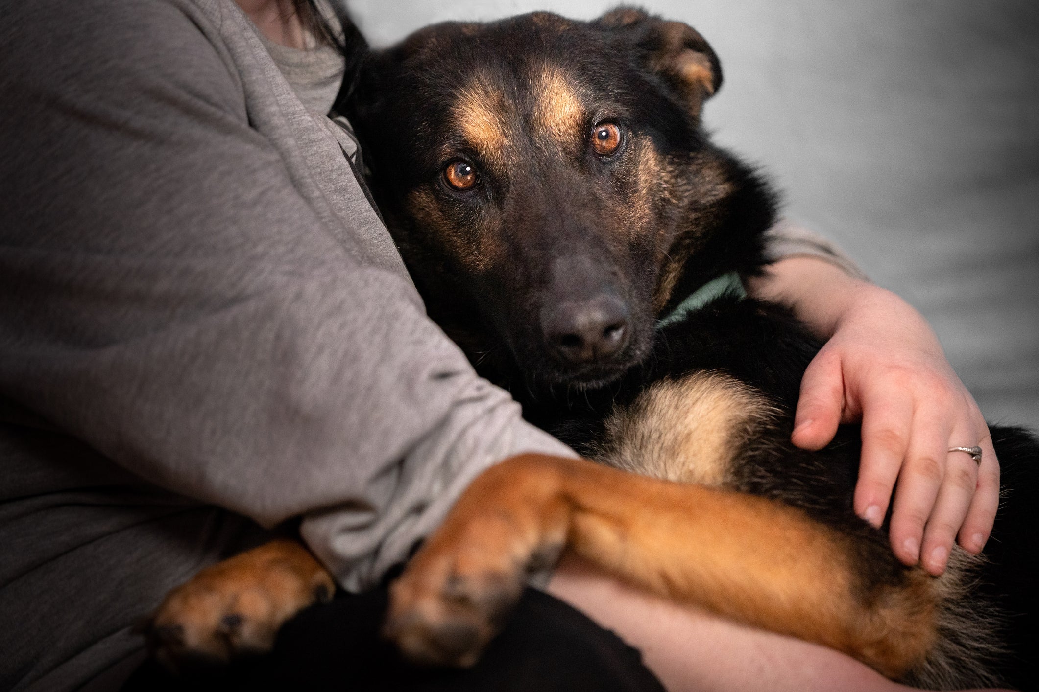 Um completo cachorro policial, raça Pastor Belga é farejadora, obediente e forte