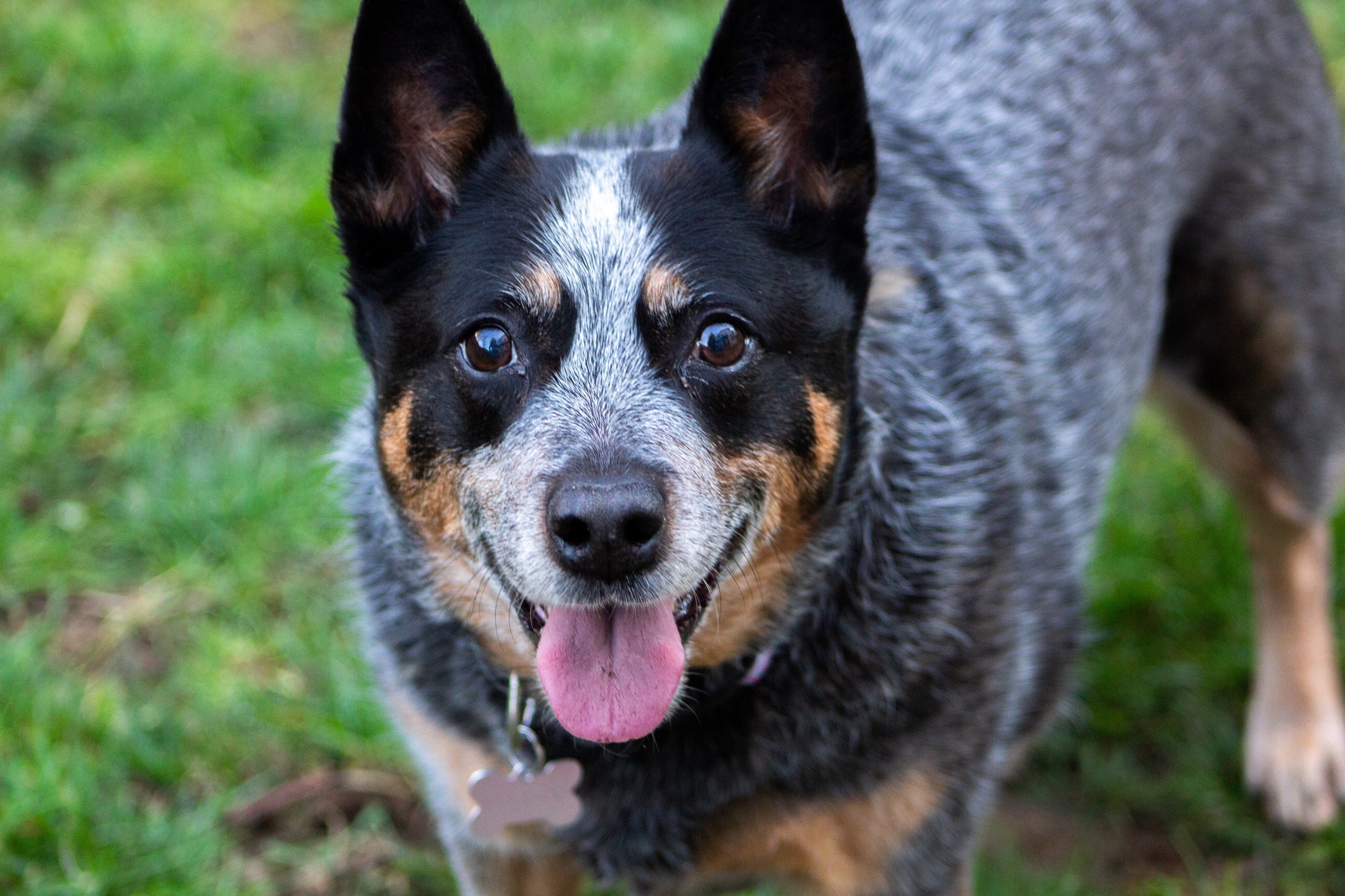 Para ser um cachorro pastoreio, raça precisa ser obediente, dócil e inteligente