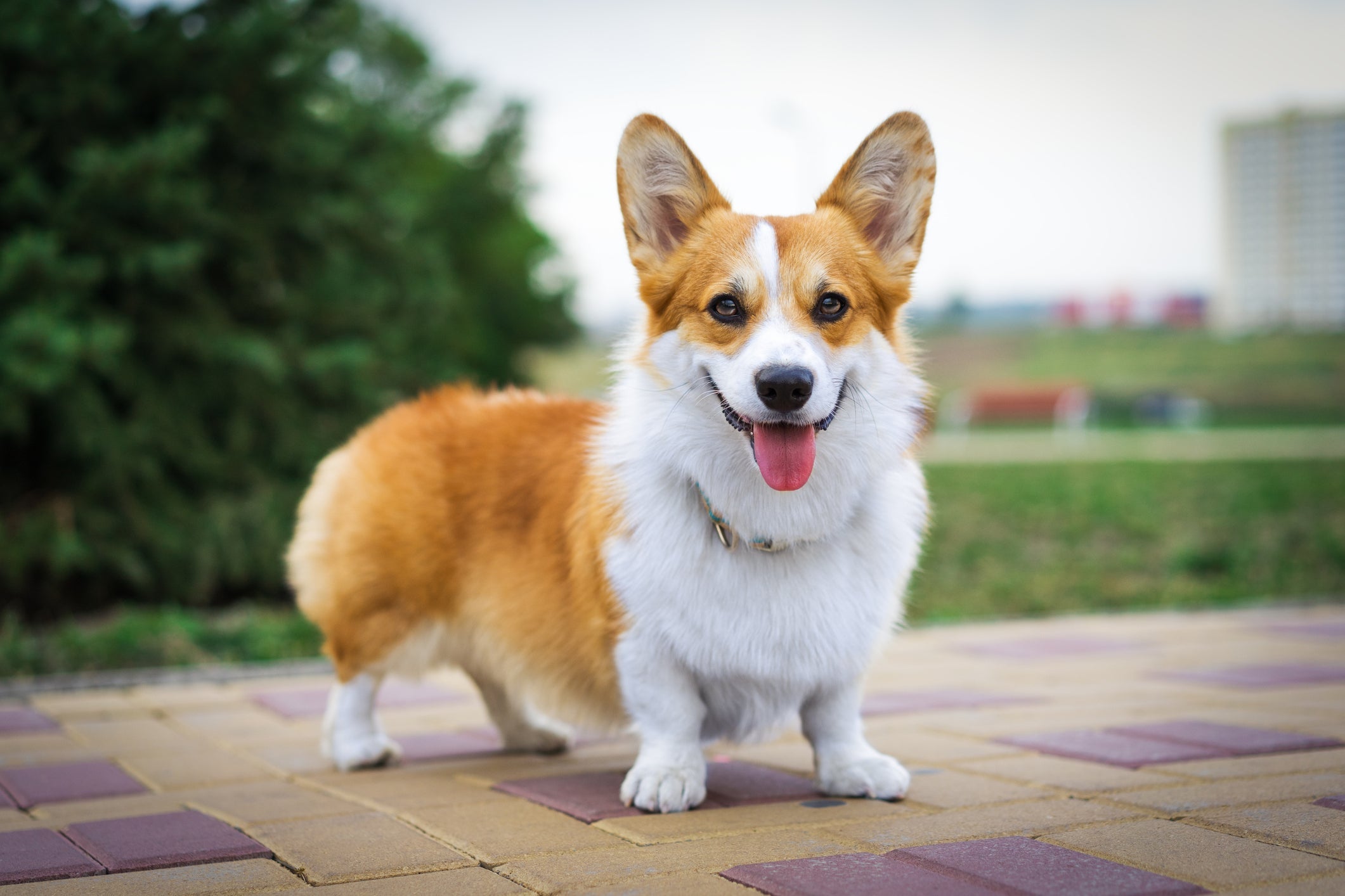 Welsh Corgi Pembroke é uma raça de cães originária do Paí­s de Gales