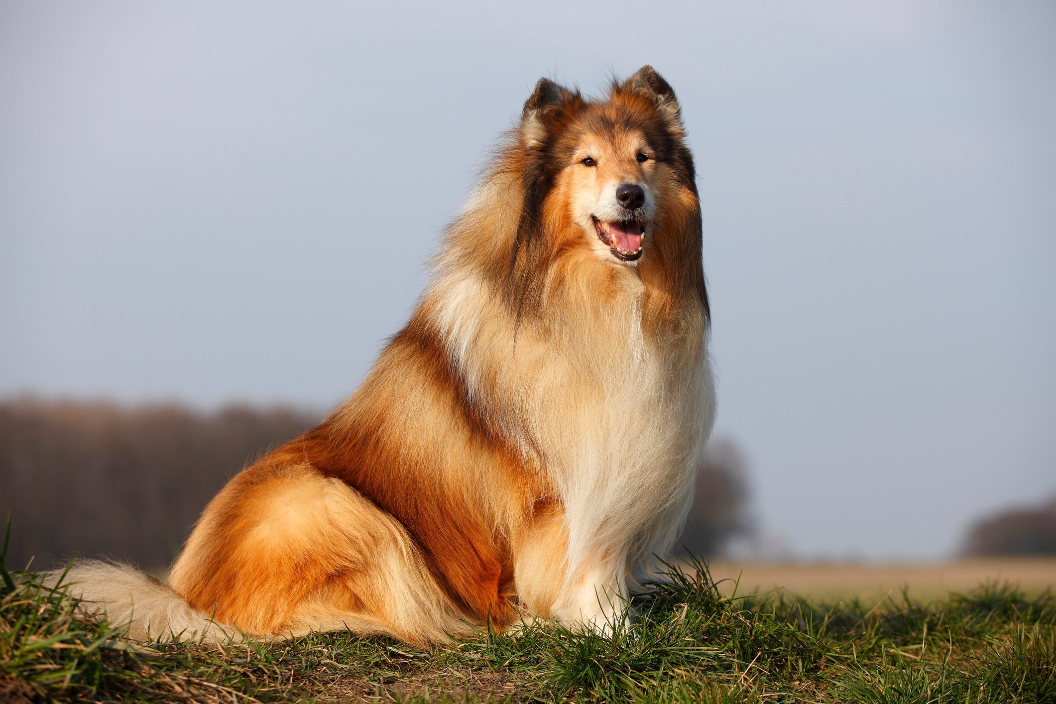 Dono de uma linda juba, a pelagem do Rough Collie pode ser curta ou longa