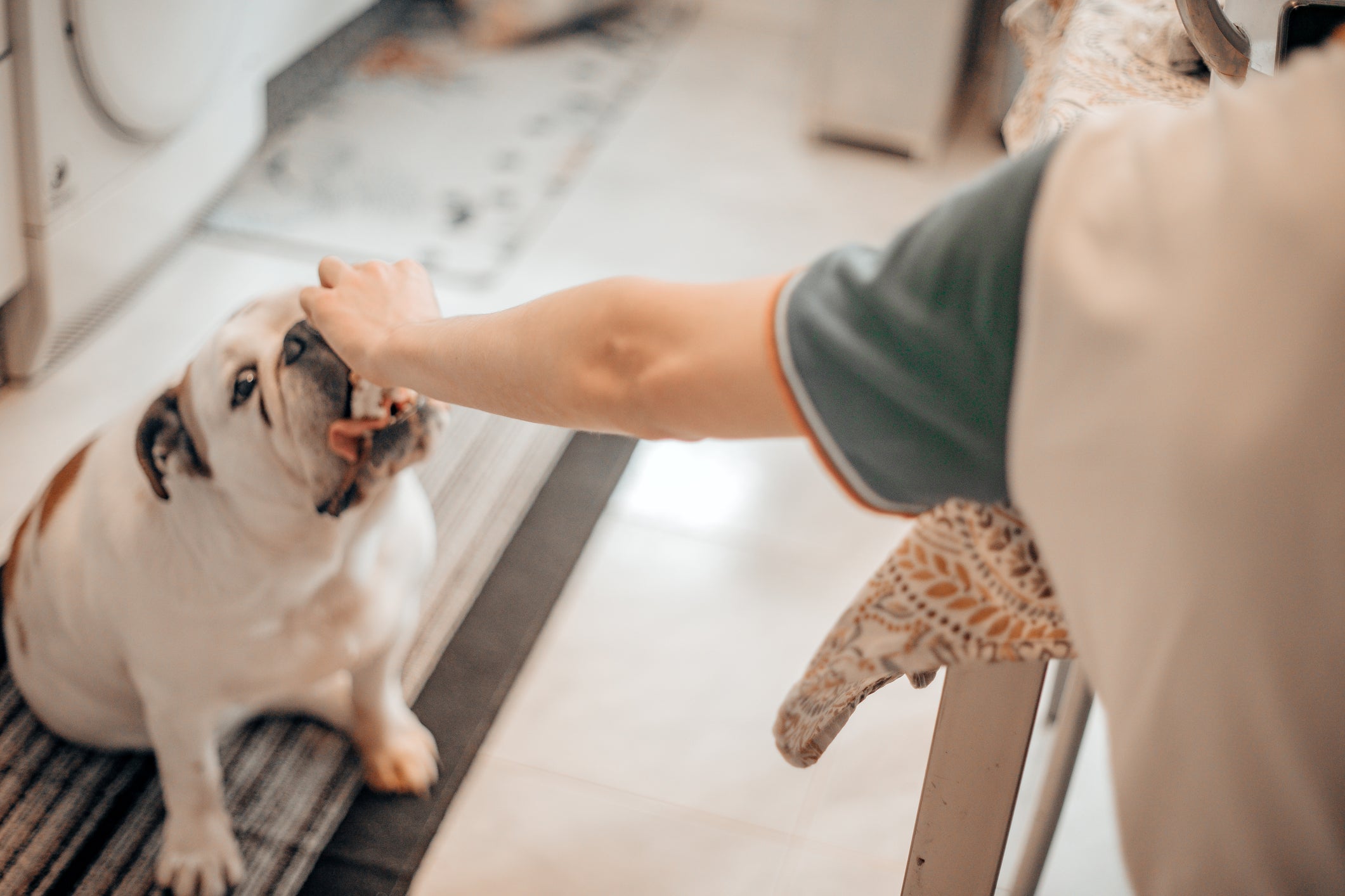 Como fazer o cachorro parar de pedir comida: tutor não deve recompensar o comportamento