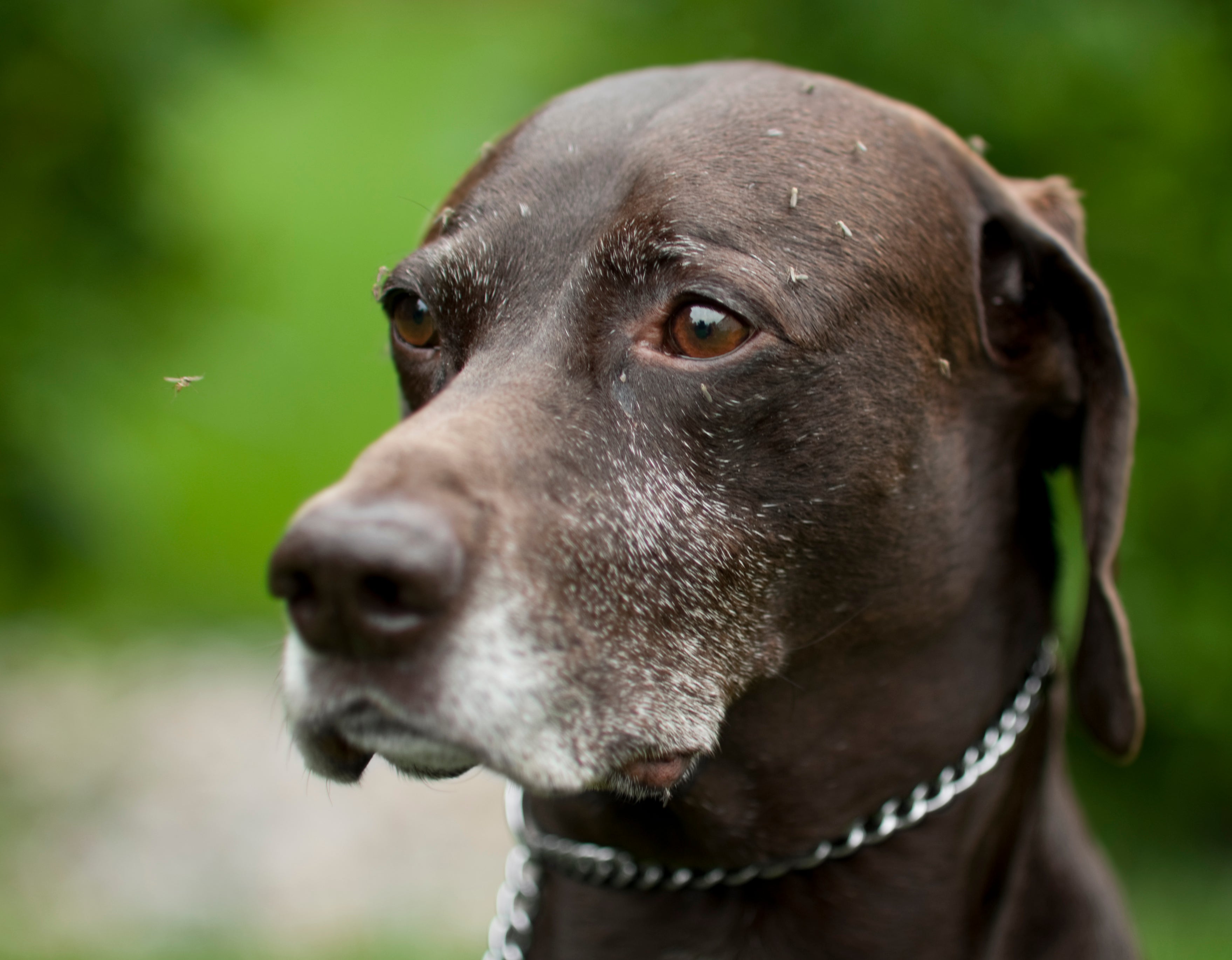 Cachorro pega dengue? Não, mas a picada do Aedes pode provocar vermelhidão no local e coceira