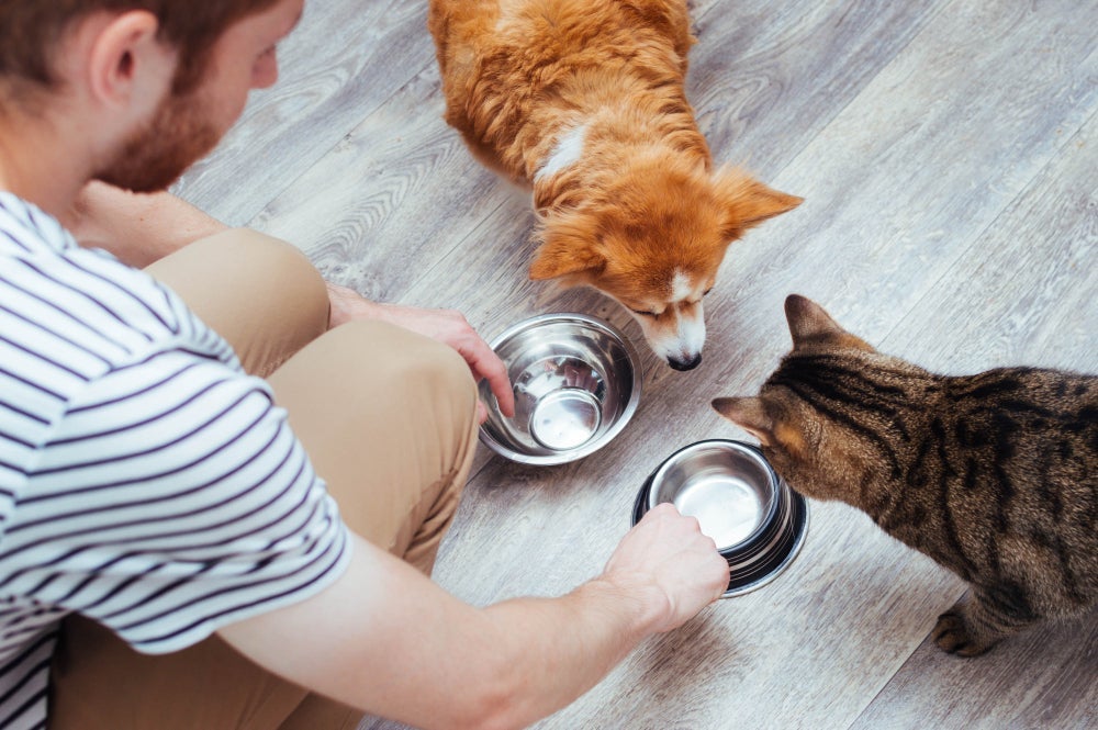 Bebedouro de cachorro e gato precisa ser limpado diariamente