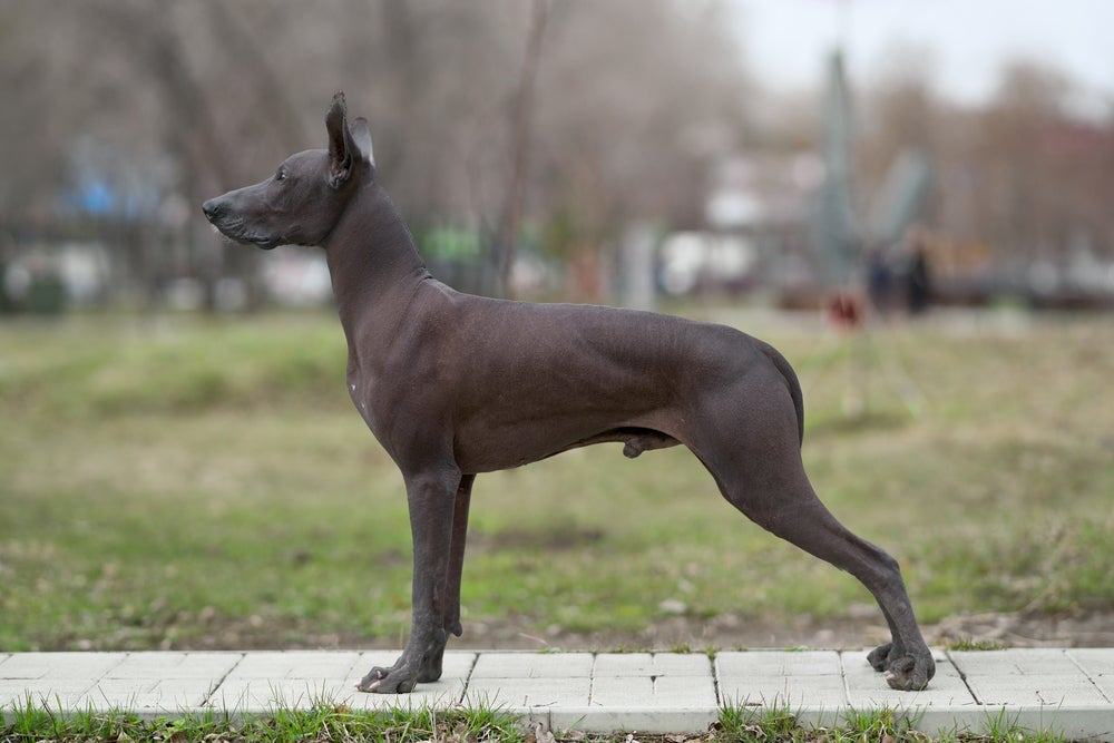 O Cachorro Pelado Mexicano pode chegar até 60 cm de altura