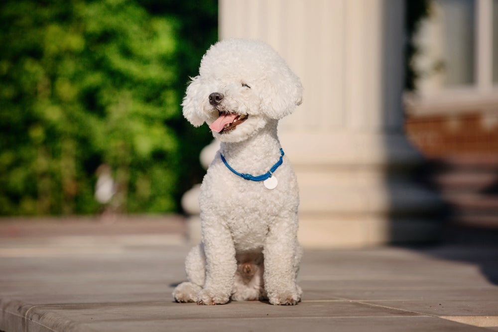 Cachorro pequeno: o Bichon Frisé lembra o Poodle