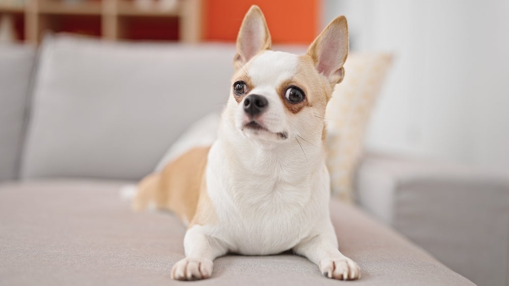 Menor cachorro do mundo é o Chihuahua