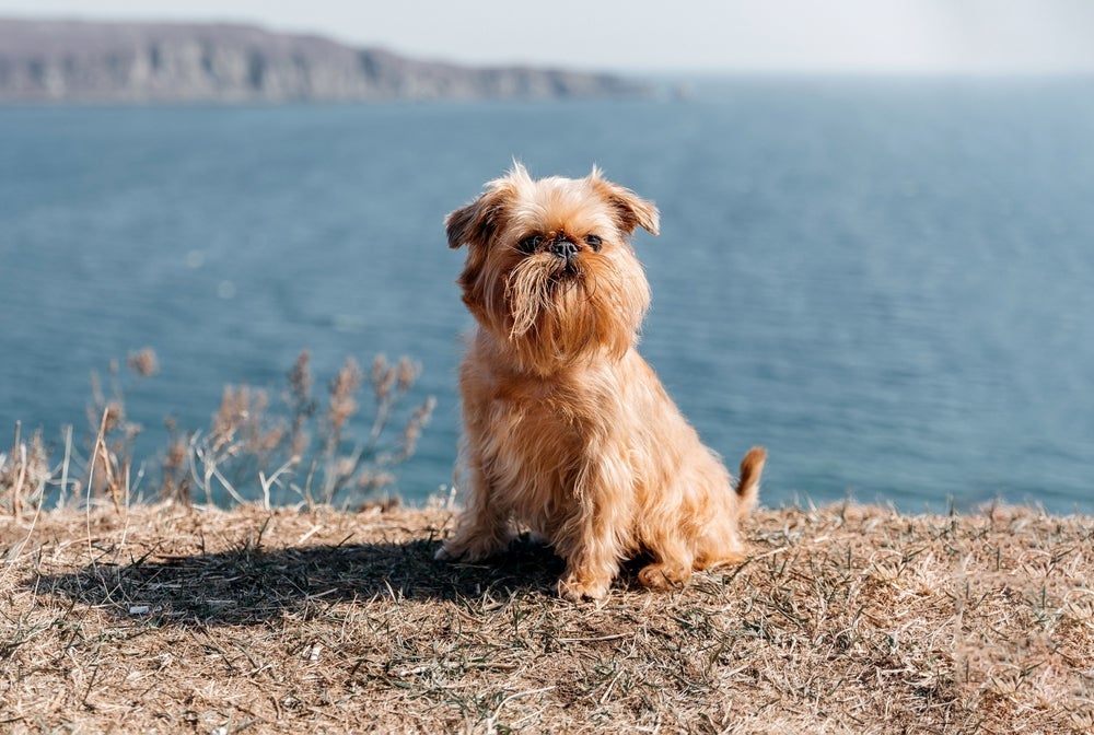 Raças de cachorro pequeno: o Griffon de Bruxelas não é tão conhecido
