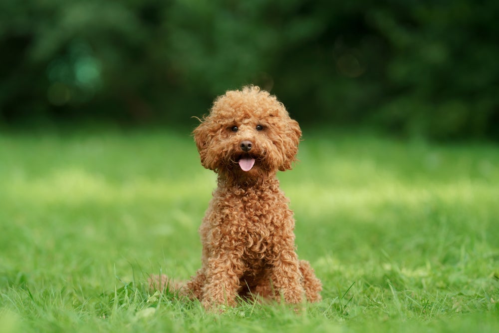 O Poodle toy é um cachorro pequeno e a menor versão da raça