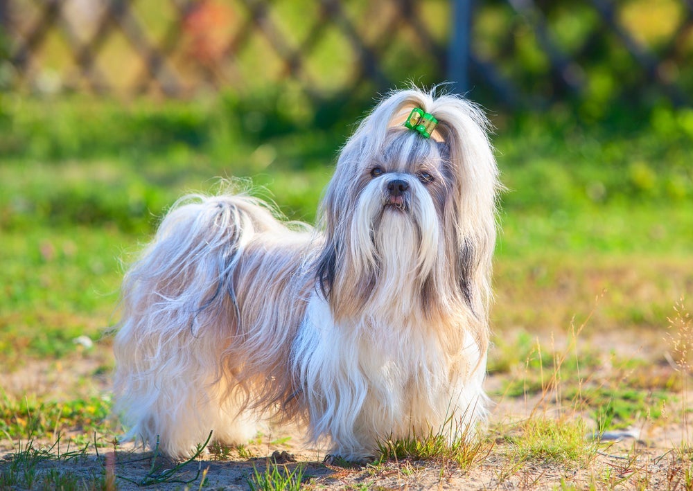 O  Shih Tzu é um cachorro pequeno amável