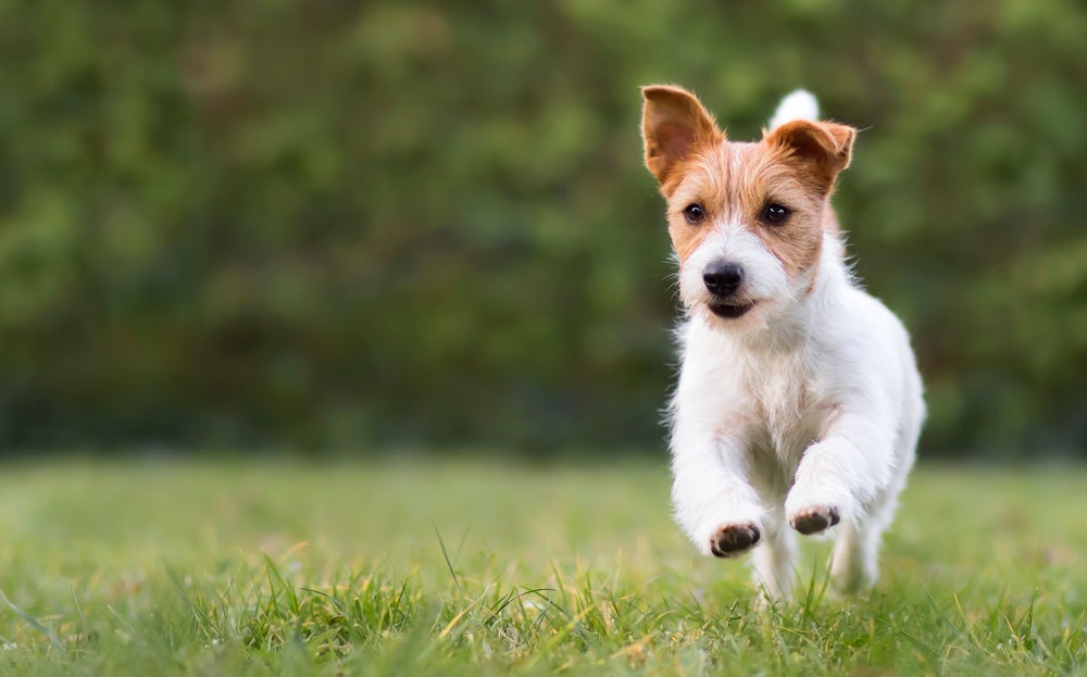 Cachorro pequeno pode não ter muito tamanho, mas tem amor de sobra!