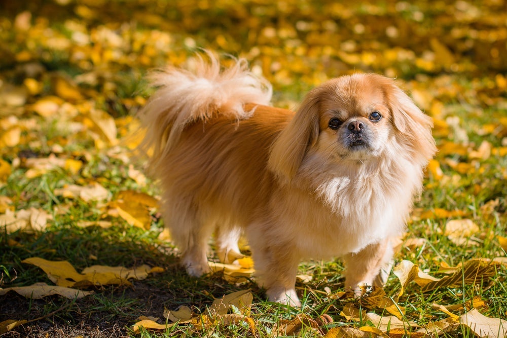 O cachorro Pequinês é um típico cachorro líder