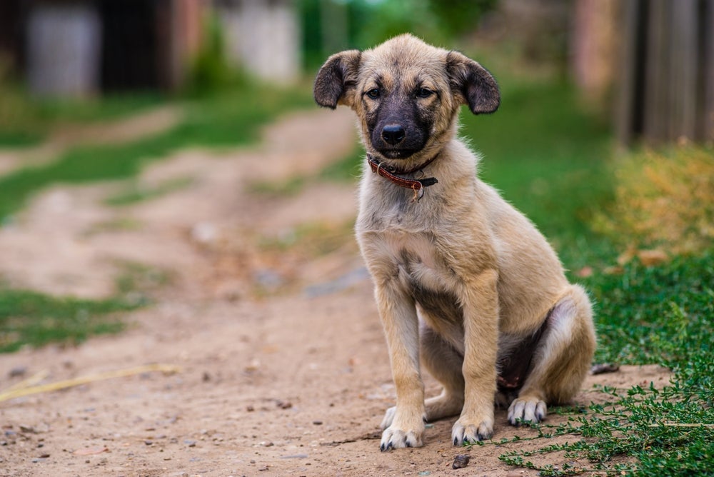 Ao encontrar um cachorro perdido, verifique se ele possui algum tipo de identificação