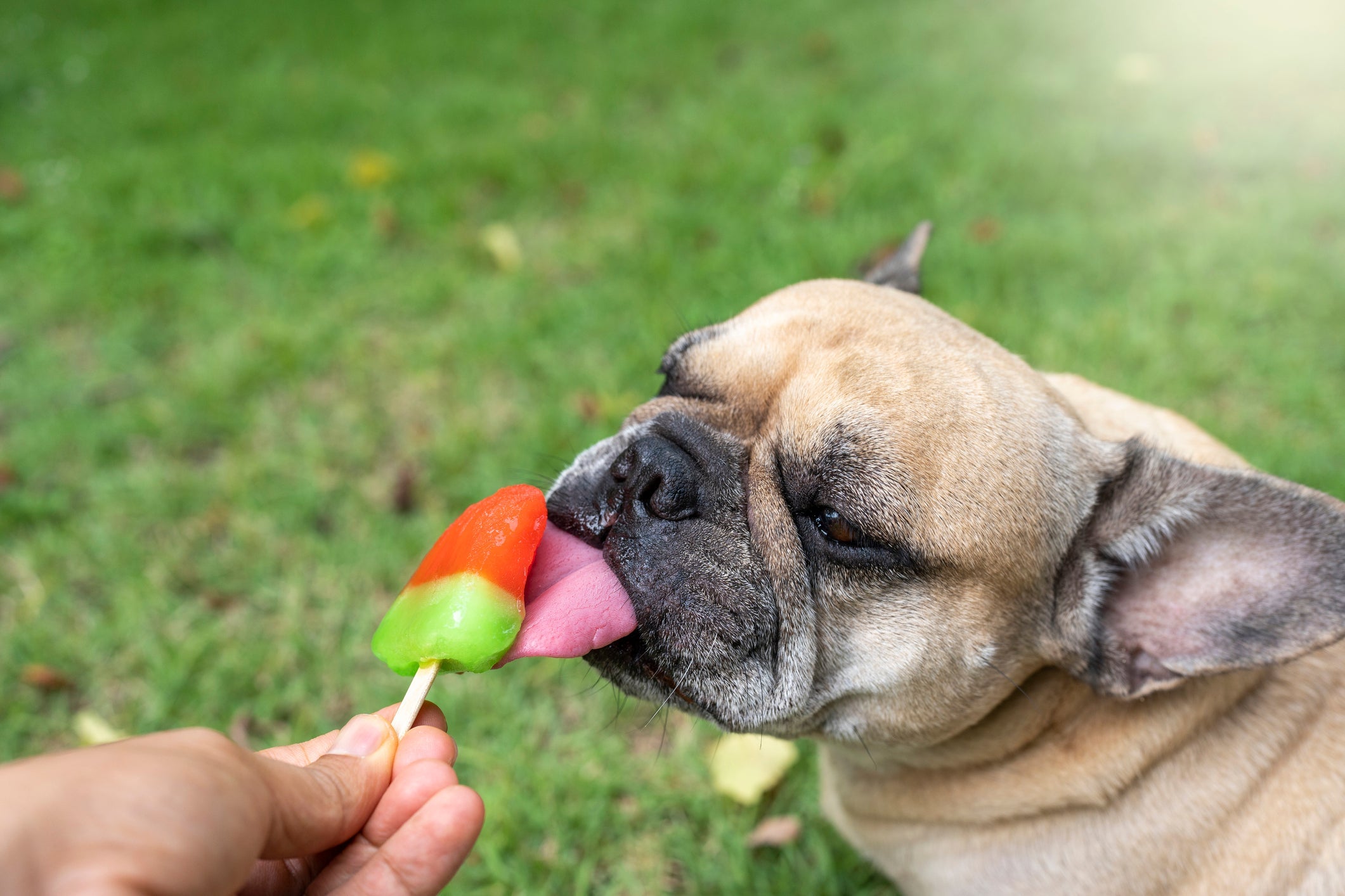 Cachorro com calor: a hidratação é crucial para a saúde do animal