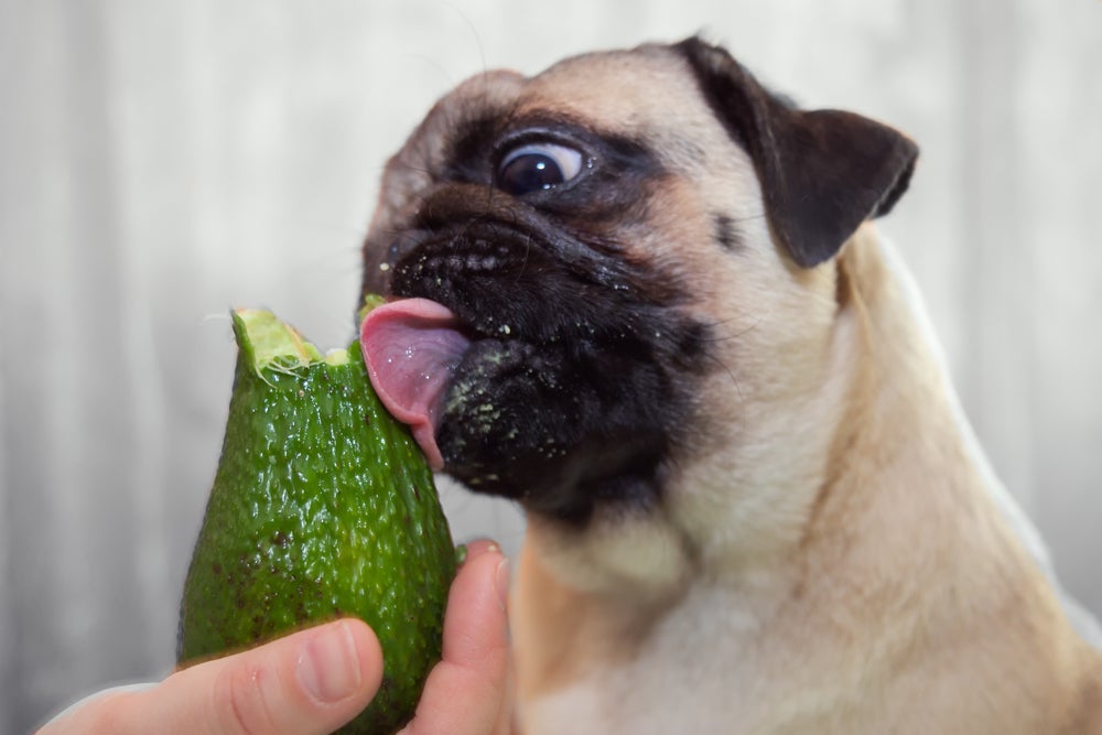 Saber se cachorro pode comer abacate ou não é fundamental para não ter riscos