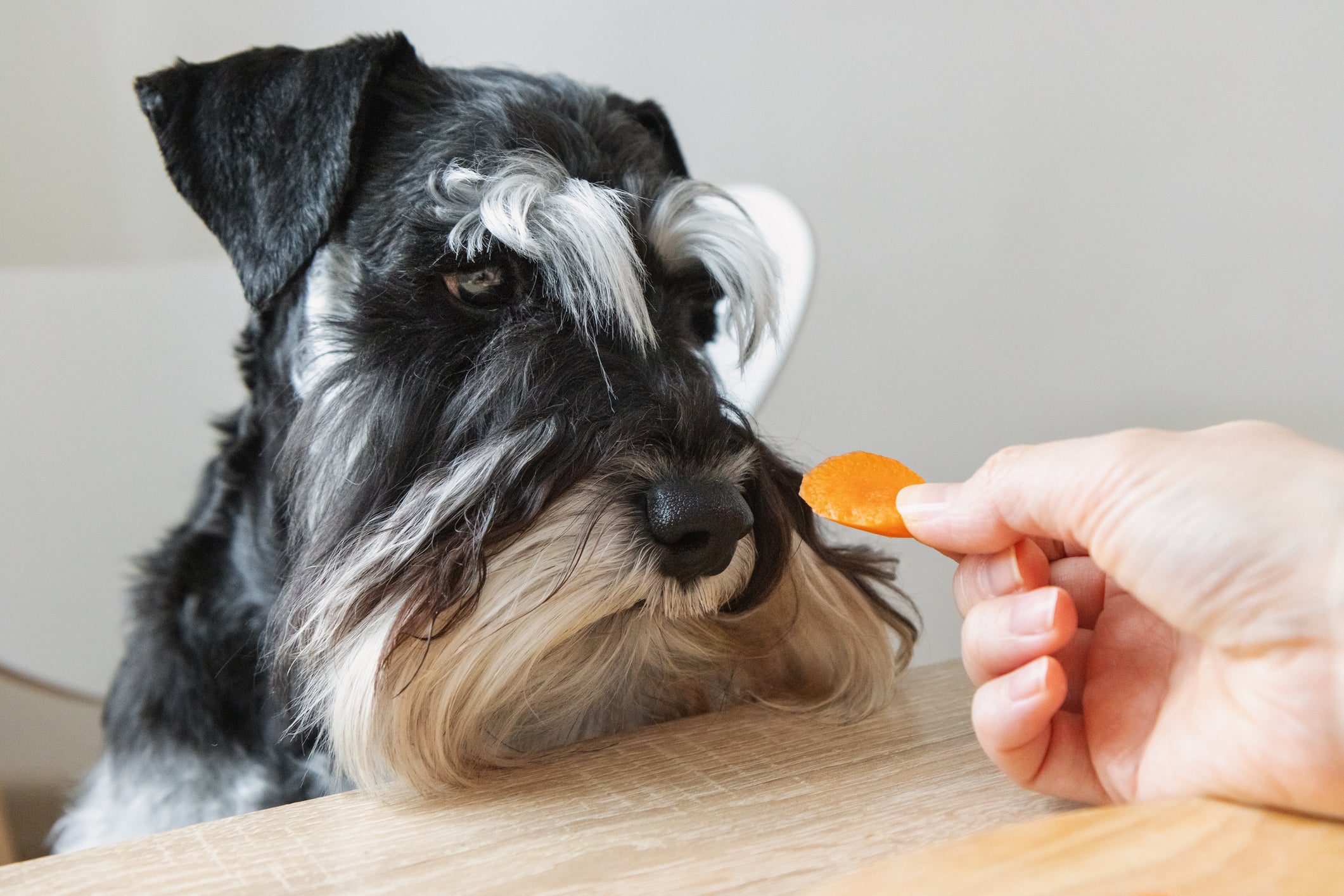 É possível oferecer diferentes tipos de abóbora para cachorro, desde que sejam cozidos e livre de temperos
