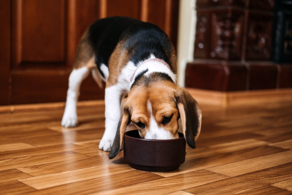 A carne de porco para cachorro precisa ser bem cozida e sem temperos